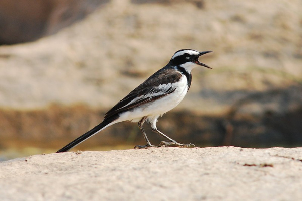 Chim chìa vôi là một nhóm chim thuộc họ Sylviidae