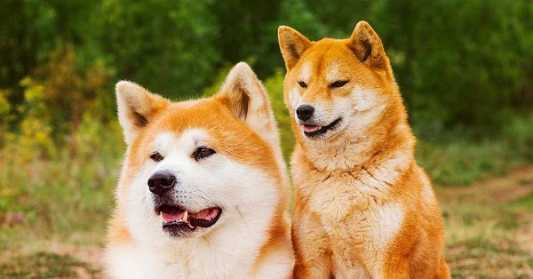 Cả chó Akita và Shiba Inu đều được huấn luyện để thực hiện nhiệm vụ