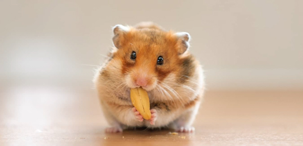 Điều quan trọng là chuột hamster cần có một chế độ ăn đa dạng