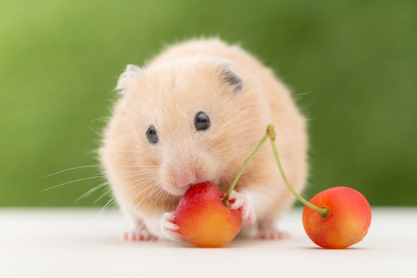 Những thực phẩm nên cho chuột hamster ăn và không nên ăn