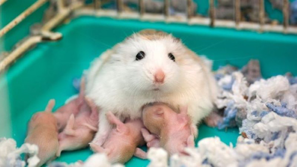 Việc sinh sản cũng có thể ảnh hưởng đến tuổi thọ của chuột Hamster