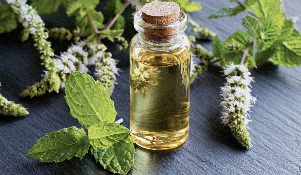 Cách giảm sưng mụn bằng tinh dầu bạc hà (Peppermint Oil)