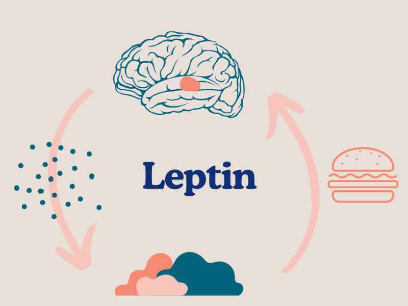 Hormone Leptin