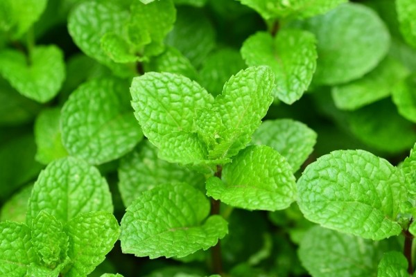 Bôi gì để lông không mọc? Sử dụng lá bạc hà thường xuyên để ức chế quá trình phát triển của lông Bôi gì để lông không mọc? Sử dụng lá bạc hà thường xuyên để ức chế quá trình phát triển của lông