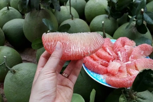 Uống nước ép bưởi hoặc ăn bưởi trực tiếp cũng là cách cách làm trắng da từ trái cây hiệu quả