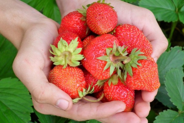 Ăn hay uống nước ép dâu tây giúp bạn nhanh có được làn da trắng sáng và khỏe mạnh