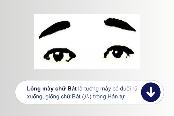 Lông mày chữ Bát có đuôi rũ xuống, sợi lông mày hơi cứng và thô