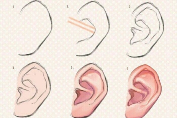 Người có đường nét trên tai rõ ràng thường có khả năng nhạy bén và rất thông minh