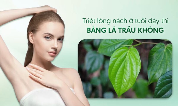 Cách triệt lông nách tuổi dậy thì bằng lá trầu không Cách triệt lông nách tuổi dậy thì bằng lá trầu không
