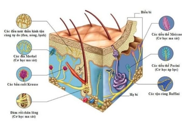 Tìm hiểu cấu trúc da nám và cách ngăn ngừa nám hiệu quả