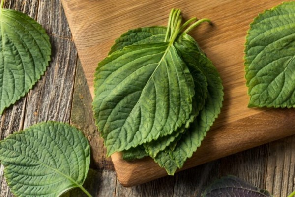 Cách trị mụn thịt ở cổ bằng lá tía tô