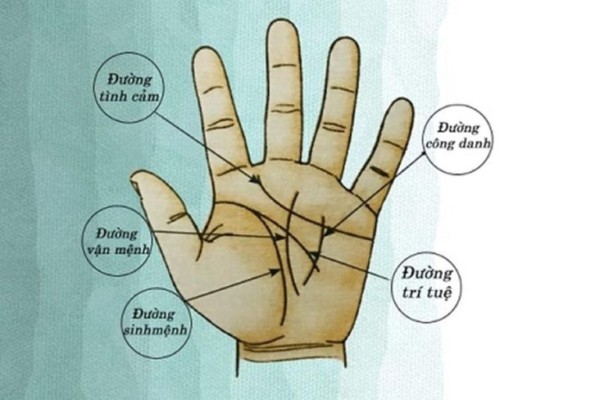 Nốt ruồi ở các đường chỉ tay sẽ có những tác động khác nhau đến sức khỏe, tình cảm, sự nghiệp, trí tuệ và vận mệnh của một người