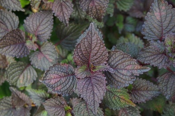 Tía tô không chỉ là “thần dược” nhân gian mà còn giúp trị thâm nách sau sinh an toàn