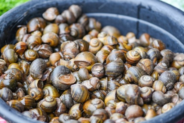 Ăn ốc bươu có bị sẹo lồi không? Việc ăn ốc có nguy cơ để lại sẹo cao