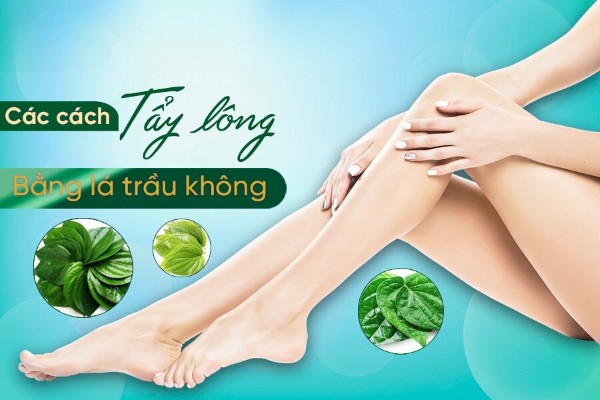 Cách tẩy lông bằng lá trầu không an toàn, hiệu quả tại nhà
