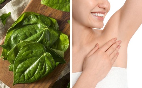 Vì sao lá trầu không có thể tẩy lông?