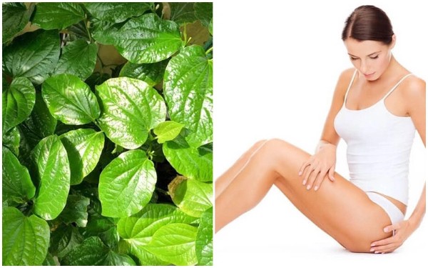 Hướng dẫn cách tẩy lông bằng lá trầu không