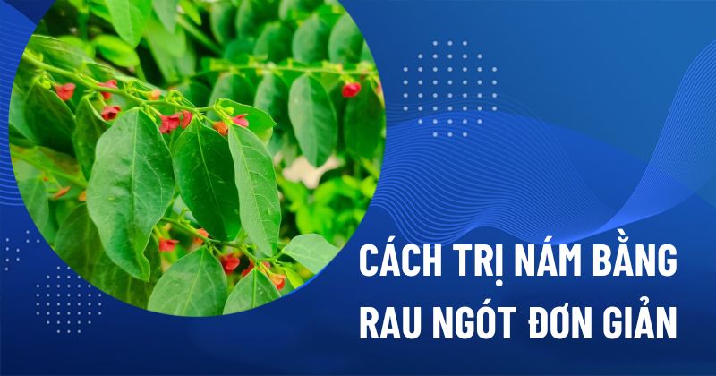 7 Cách trị nám bằng rau ngót tại nhà giúp da sáng mịn