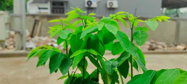 Rau ngót là một nguyên liệu dễ tìm, có chi phí thấp