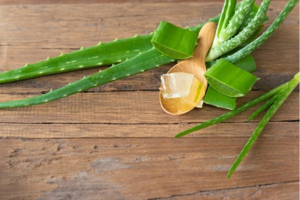 Nha đam có hàm lượng dinh dưỡng dồi giàu, mang đến nhiều lợi ích cho làn da Nha đam có hàm lượng dinh dưỡng dồi giàu, mang đến nhiều lợi ích cho làn da