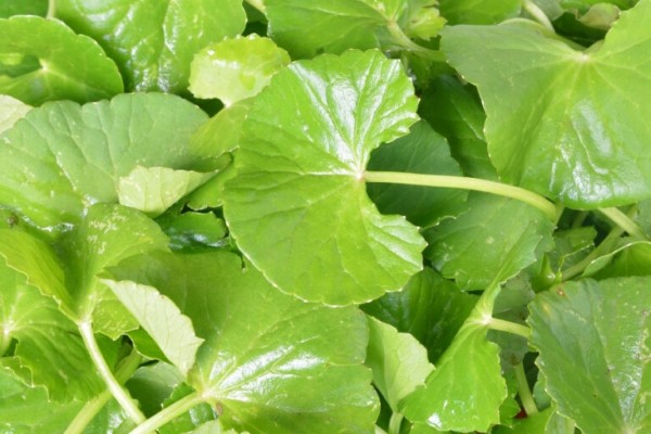 Tẩy nốt ruồi bị sẹo lõm phải làm sao? Làm mờ sẹo, ngăn ngừa sạm da bằng rau má an toàn hiệu quả Tẩy nốt ruồi bị sẹo lõm phải làm sao? Làm mờ sẹo, ngăn ngừa sạm da bằng rau má an toàn hiệu quả