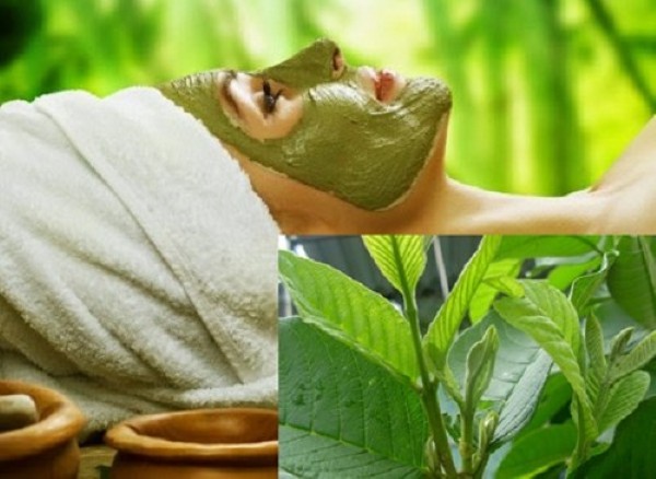 Lá ổi có trị nám không? Lá ổi có trị nám không?