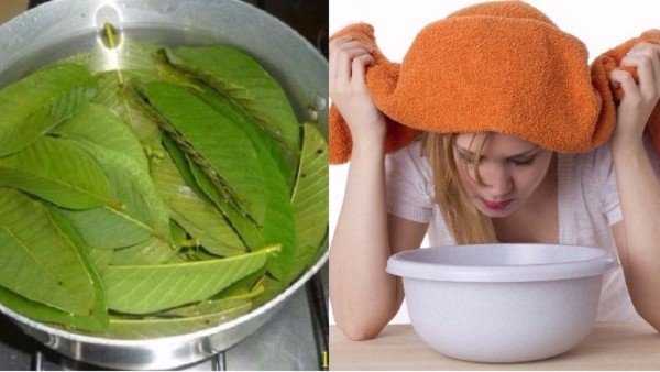 Xông mặt chữa nám bằng lá ổi Xông mặt chữa nám bằng lá ổi