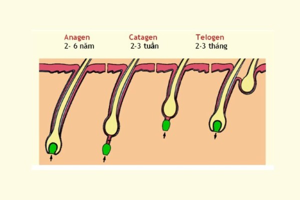 Chu kỳ lông mọc thường trải qua 3 giai đoạn