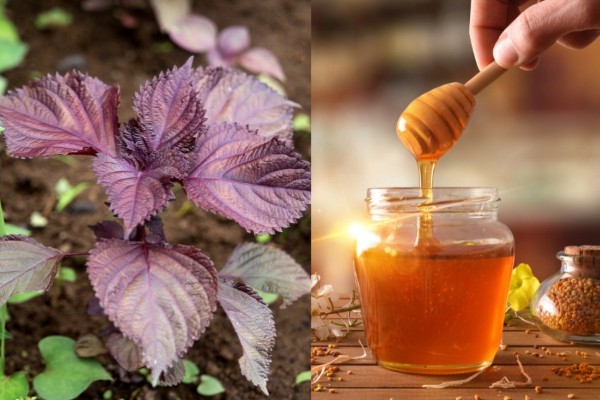 Cách pha nước trắng da bằng tía tô mật ong