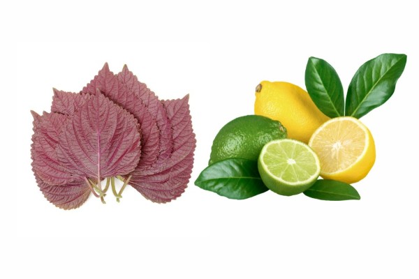 Cách làm trắng da bằng lá tía tô và chanh tươi