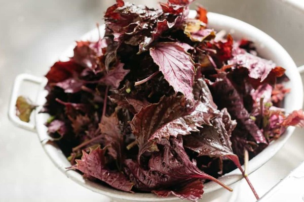 Rửa sạch lá tía tô trước khi đem đi phơi làm trà