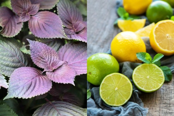 Da sáng và đều màu hơn khi xông mặt bằng lá tía tô với chanh