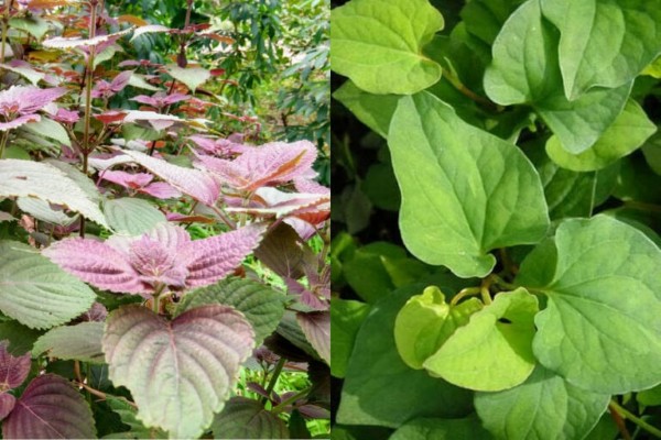 Xông mặt bằng lá tía tô và rau diếp cá – Thải độc da, mờ thâm nám, hỗ trợ trị mụn