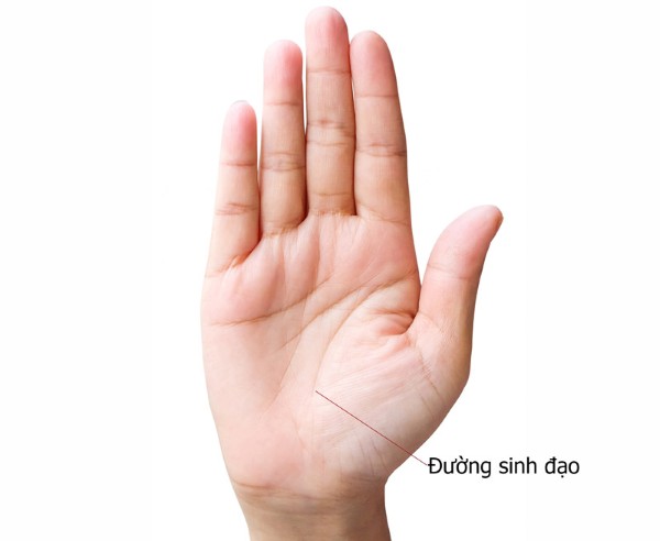 Đường sinh đạo: Chìa khóa sức khỏe và năng lượng sống