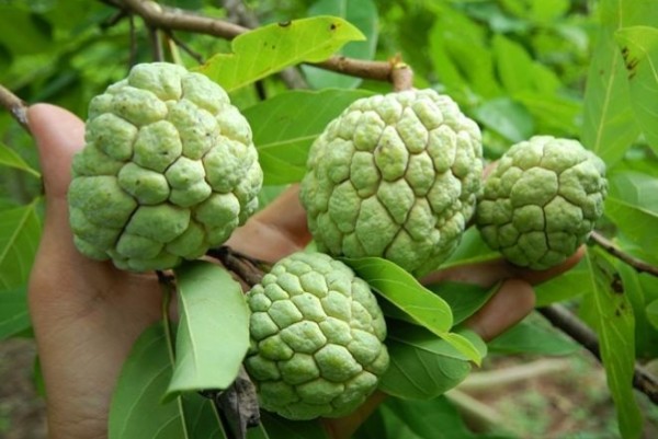 Hỗ trợ thị lực và sức đề kháng