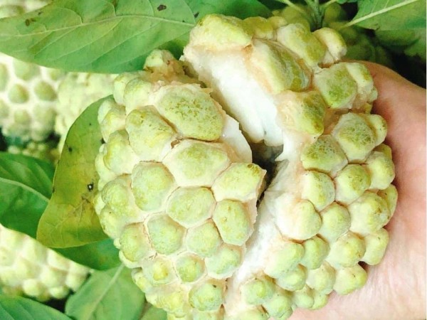 Na để lâu có tốt không? Cách bảo quản na để giữ tươi và ngon