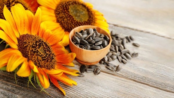 Ăn hạt hướng dương có tốt không?
