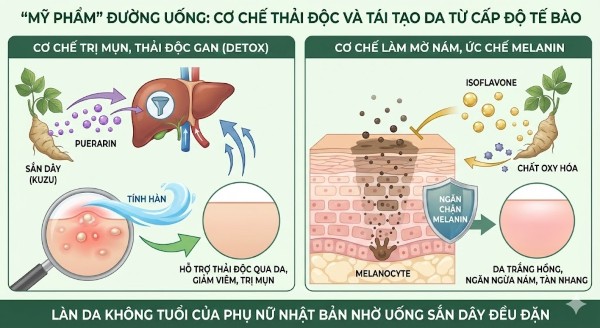 "Mỹ phẩm" đường uống: Cơ chế thải độc và tái tạo da từ cấp độ tế bào
