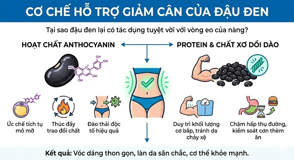 Cơ chế hỗ trợ giảm cân của đậu đen