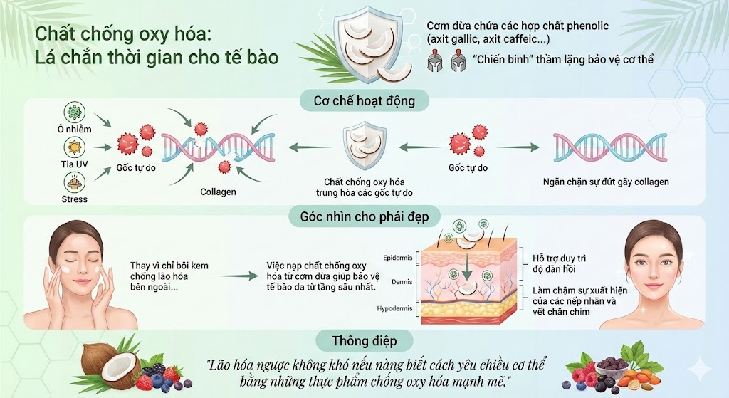 Cơm dừa chứa các hợp chất phenolic chống oxy hóa