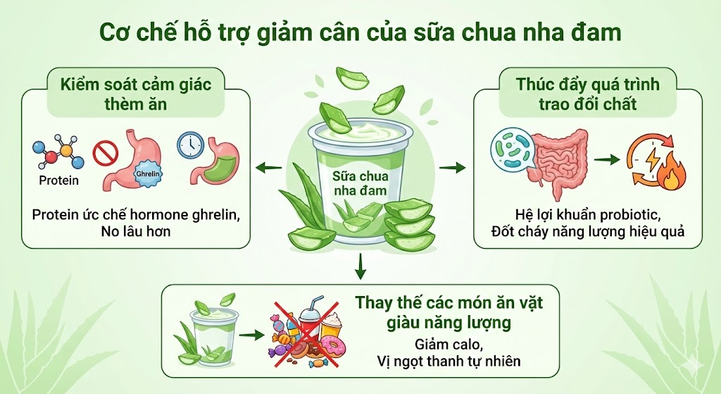 Cơ chế hỗ trợ giảm cân của sữa chua nha đam Cơ chế hỗ trợ giảm cân của sữa chua nha đam