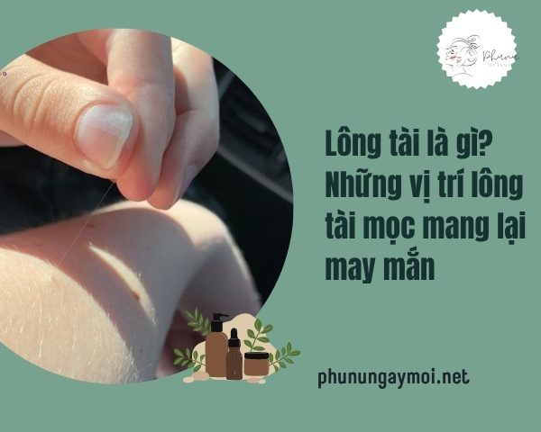 Lông tài là gì?
