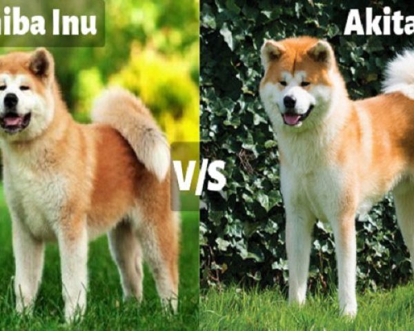cho-akita-va-shiba-1