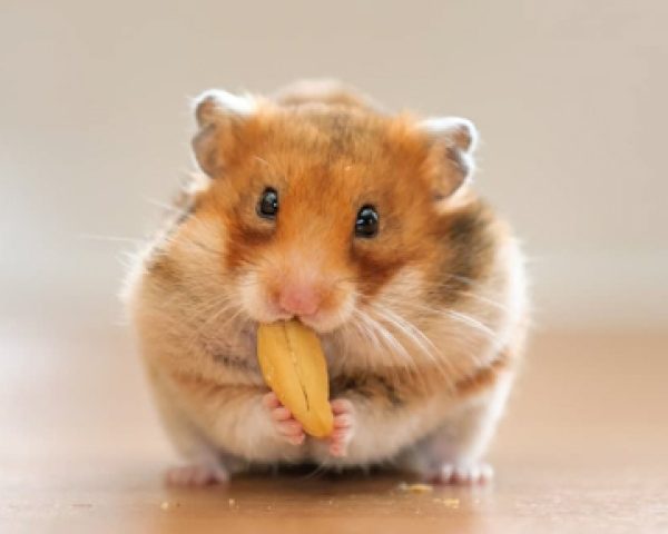 chuot-hamster-an-gi-1