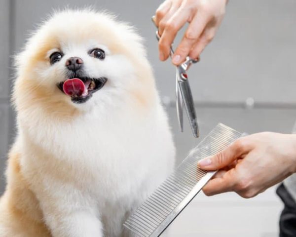 dog-grooming-shears-header-1024x535.jpg