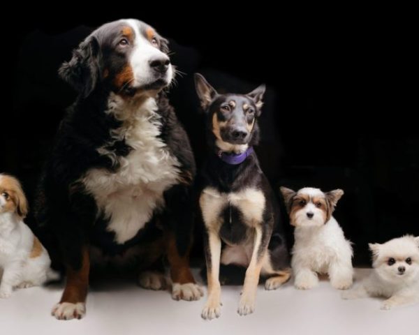 Kích thước các loại chó