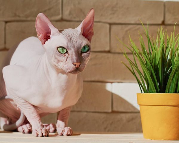 Mèo Sphynx có một số lượng lông nhỏ, mỏng và vô cùng mềm mại