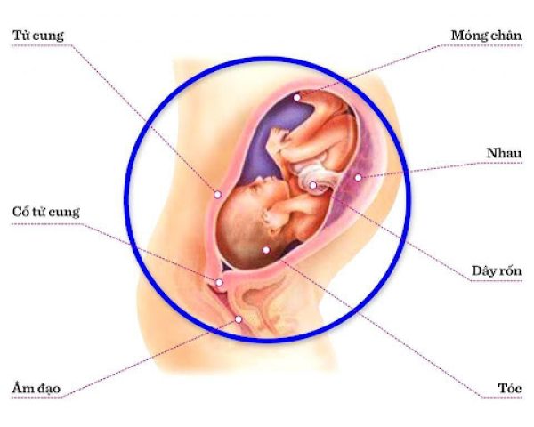 thai-bao-nhieu-tuan-thi-quay-dau-3