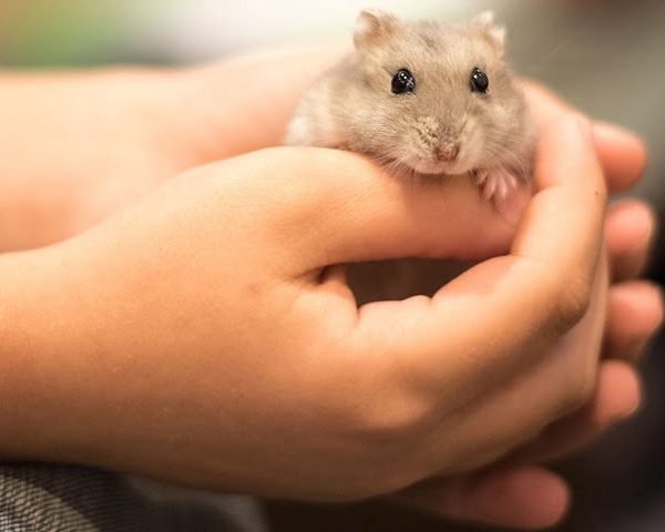 tuoi-tho-cua-chuot-hamster-1